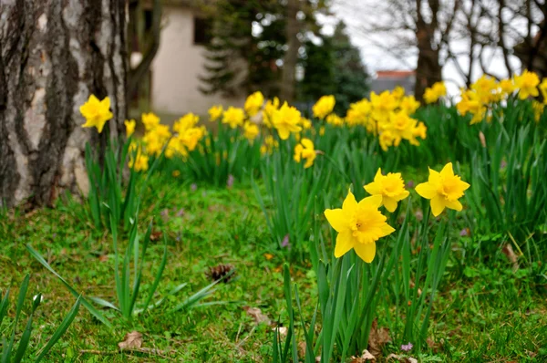 Gula påskliljor blommor i trädgården av fulda, hessen, Tyskland — Stockfoto