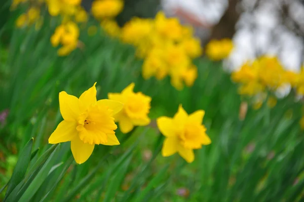 Flores de narcisos amarelos no jardim de Fulda, Hessen, Alemanha — Fotografia de Stock