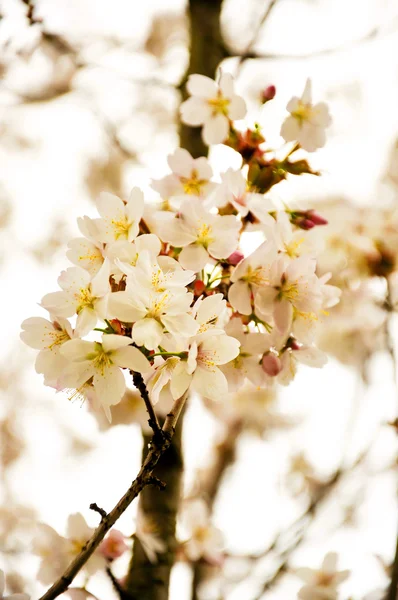 Paradijs witte appel bloemen in fulda, hessen, Duitsland — Stockfoto