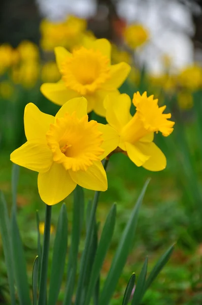 Yellow daffodils flowers in garden of Fulda, Hessen, Germany — Stock Photo, Image