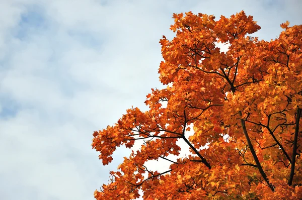 Érable rouge d'automne à Fulda, Hesse, Allemagne — Photo