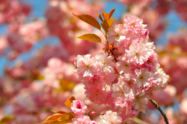 Bellissimi fiori rosa primaverili (Prunus triloba) su sfondo cielo blu — Foto Stock