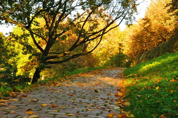 Bonito sendero en la ciudad en otoño en Fulda, Hessen, Alemania —  Fotos de Stock