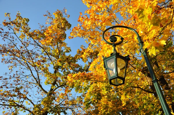 Lamp stand, yellow maple forest with blue sky in Fulda, Hessen, — Stock Photo, Image