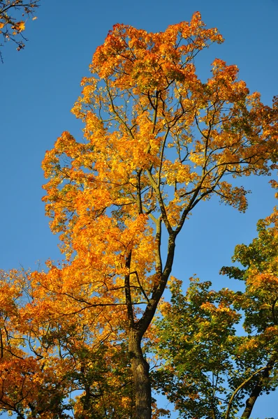 Fall yellow red maple forest with blue sky in Fulda, Hessen, Ger — Stock Photo, Image