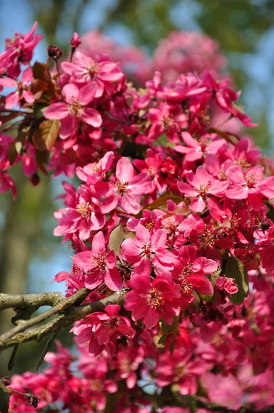 Flores cor de rosa em uma árvore no parque Keukenhof, na Holanda — Fotografia de Stock