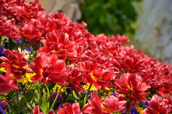Tulipas de flores vermelhas no parque Keukenhof, na Holanda — Fotografia de Stock