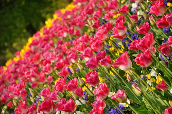 Tulipas rosa florescendo em Keukenhof parque na Holanda — Fotografia de Stock