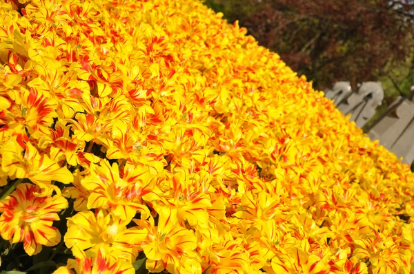 Tulipanes florecientes amarillos en Amsterdam park en Holanda —  Fotos de Stock