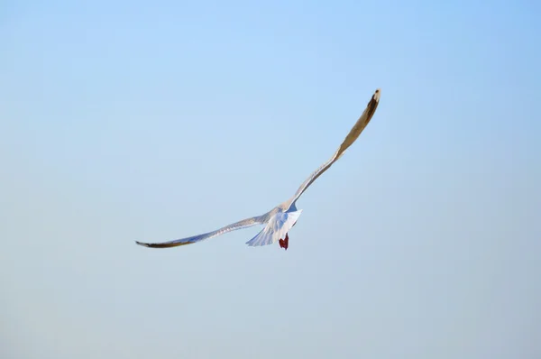 De grote vlucht van glaucous-gevleugelde meeuw (zeemeeuw) met een prostr — Stockfoto