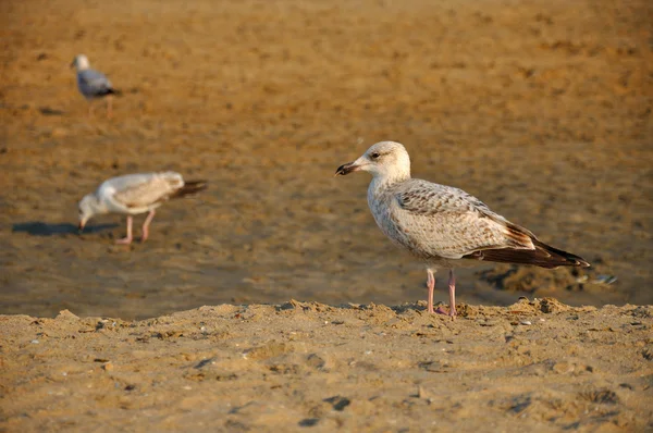 Gaivota jovem (gaivota) em pé graciosa na costa do mar no s — Fotografia de Stock