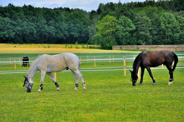 stock image 2 horses eating grass near Schloss Fasanarie in Fulda, Hessen, G