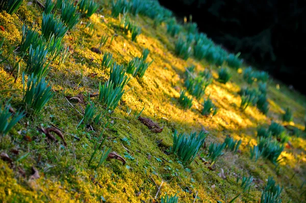 Groeiende jonge gras in Fulda, Hessen, Germany — Stockfoto