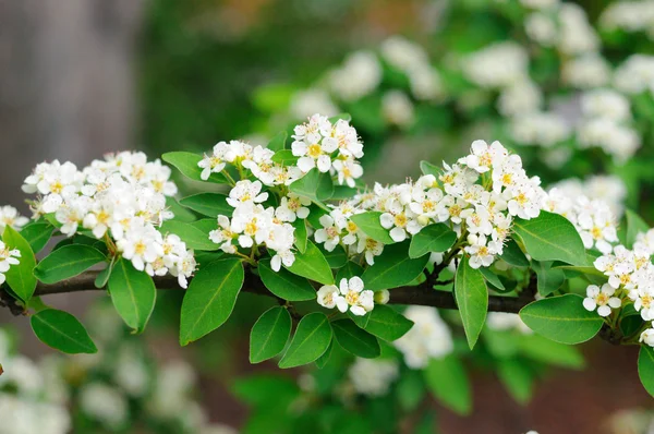 Bílé květy větve stromu střemchová fulda, Hesensko, ge — Stock fotografie