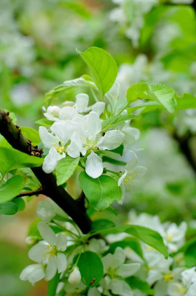 Witte bloemen van een appelboom in fulda, hessen, Duitsland — Stockfoto