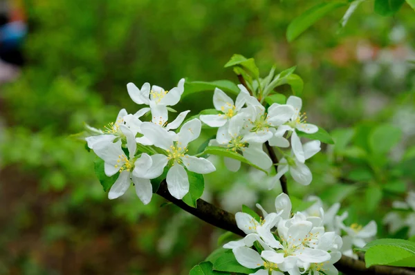 Witte bloemen van een appelboom in fulda, hessen, Duitsland — Stockfoto