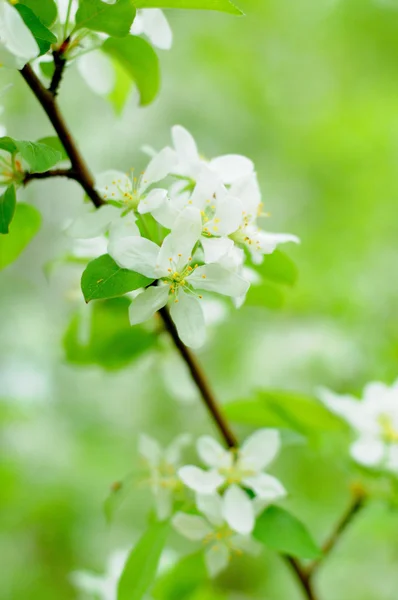 Vita blommor i ett äppelträd i fulda, hessen, Tyskland — Stockfoto