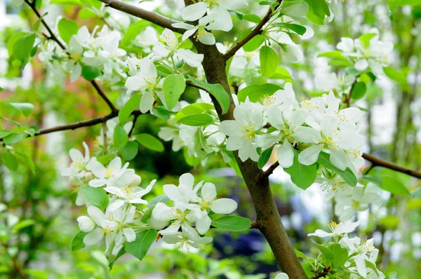 Flores brancas de uma macieira em Fulda, Hessen, Alemanha — Fotografia de Stock