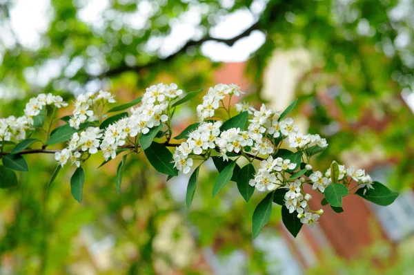 Flores blancas de rama de cerezo pájaro en Fulda, Hessen, Ge — Foto de Stock
