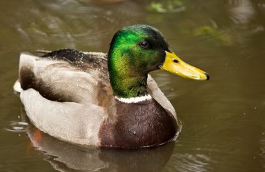 Mallard Duck in Pond clipart