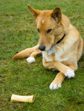 Şirin köpek.