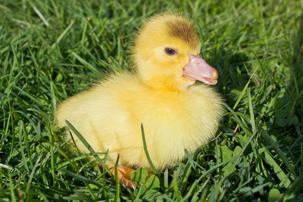 stock image Young Duckling sitting in grass