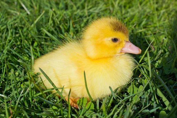 stock image Young Duckling sitting in grass