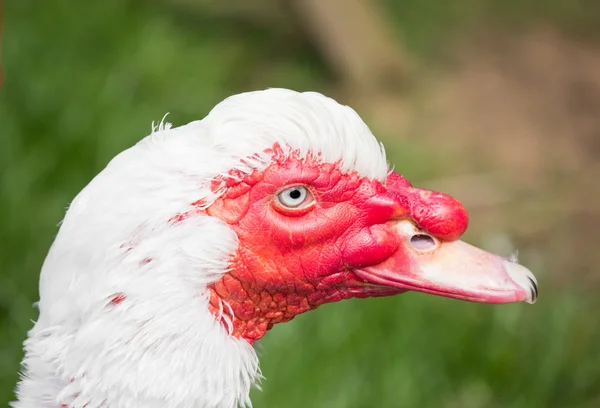 White Male Muscovy Duck — Stok Foto