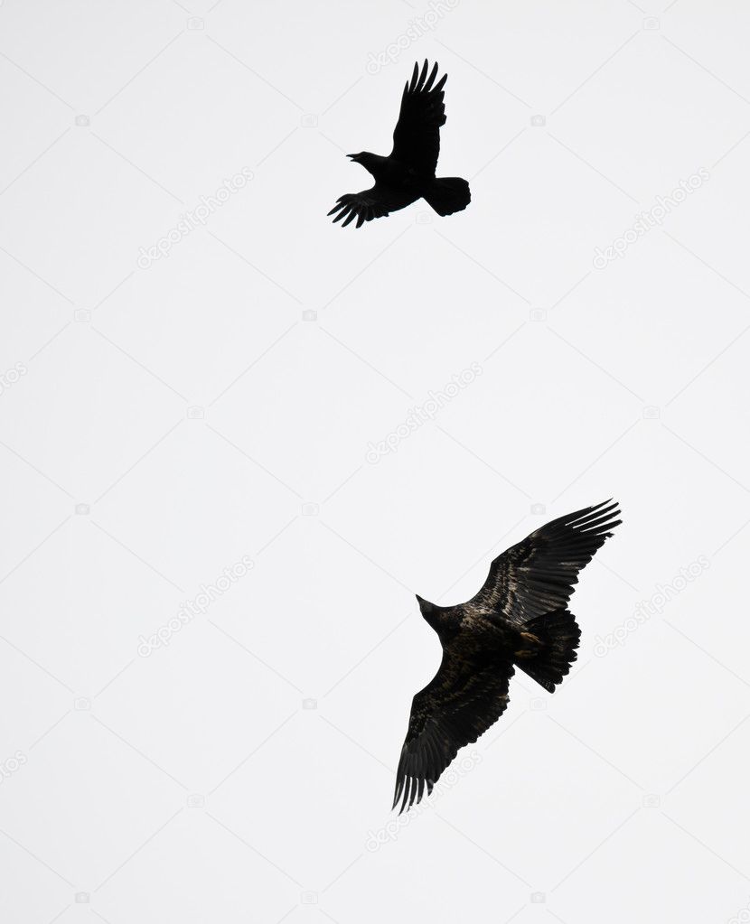 Black crow and bald eagle