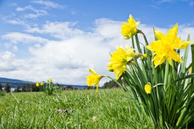 Yellow Daffodils in spring time clipart