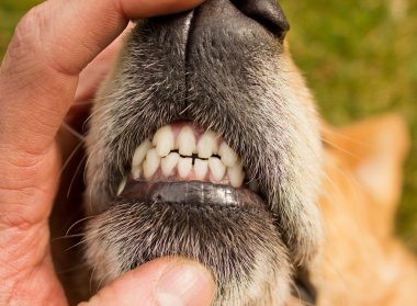 köpek ön dişini