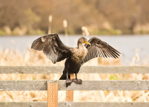 Cormorant sitting on dock — Stock Photo, Image