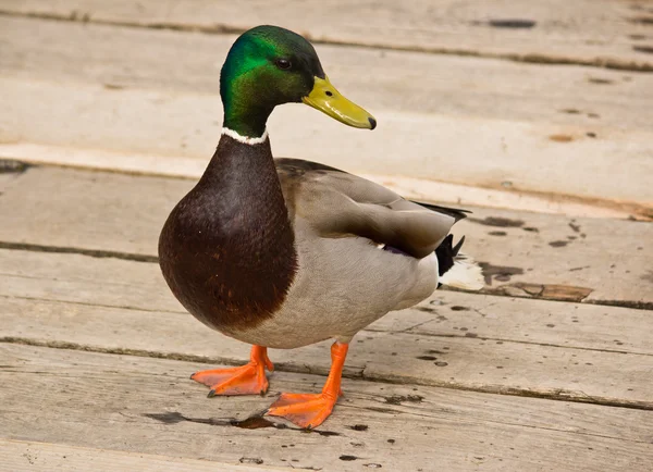 绿头野鸭鸭在池塘旁边 — 图库照片