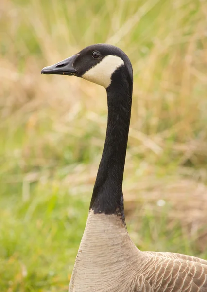 Canada Goose kneck and head — Stockfoto