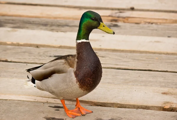 绿头野鸭鸭在池塘旁边 — 图库照片