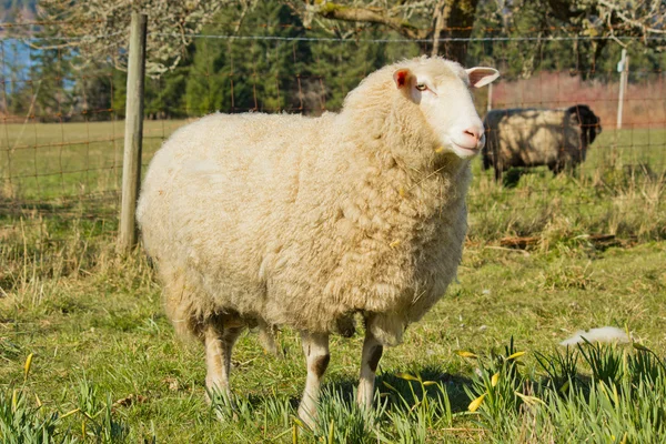 White mother lamb — Stock Photo, Image