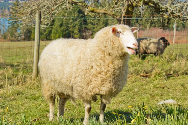 白の母の子羊 — ストック写真
