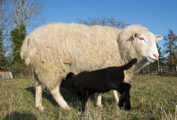 Young Lamb with Ewe mother Sheep — Stock Photo, Image