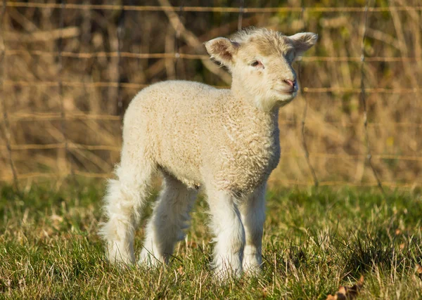 若い白い羊 — ストック写真