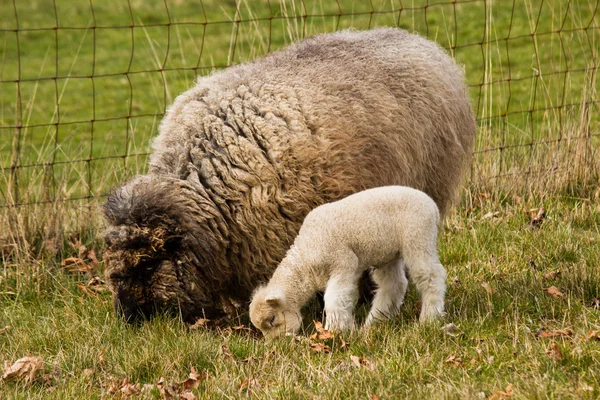 Mladé jehněčí s ovce matka ovce — Stock fotografie