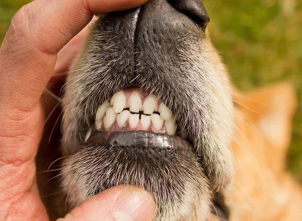 ฟันหน้าสุนัข — ภาพถ่ายสต็อก