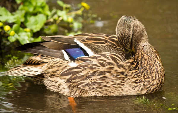 Pato-reais na lagoa — Fotografia de Stock