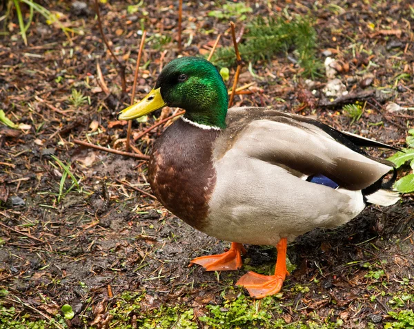 Canard colvert dans l'étang — Photo