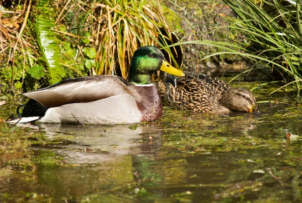 在池塘中野鸭 — 图库照片
