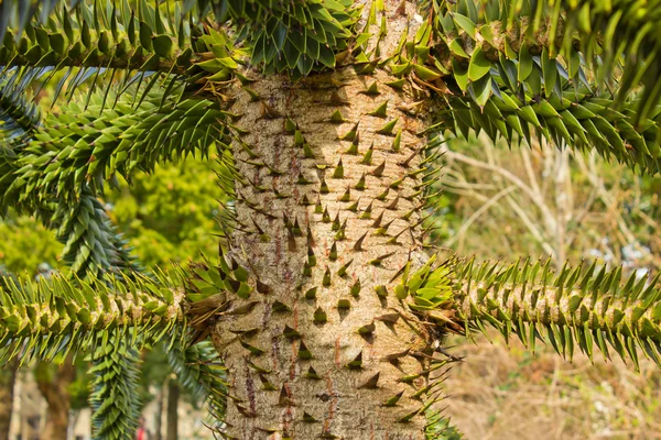 stock image Monkey Puzzle Tree