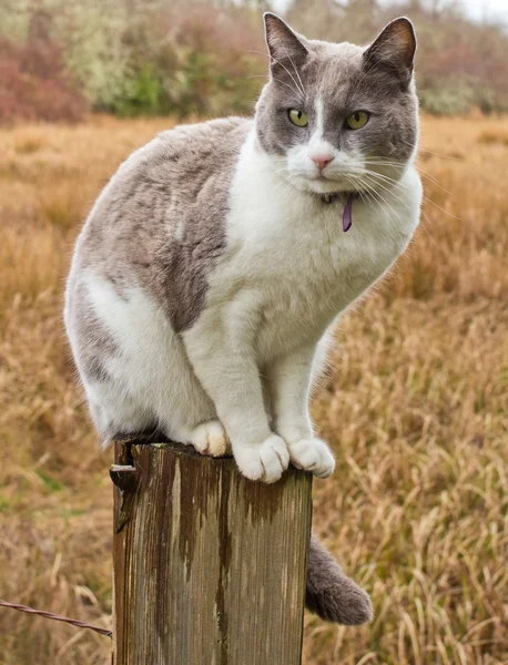 Stock image Cat on Fence Post