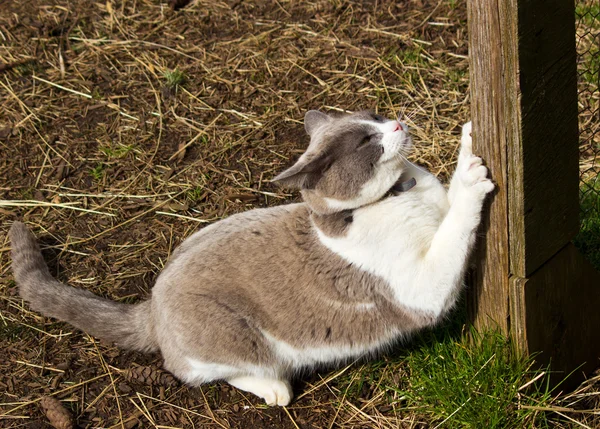 stock image Cat Sharpening Claws