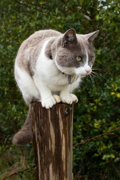 stock image Cat on Fence Post