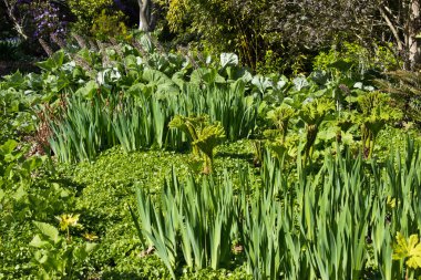 surtido de plantas verdes