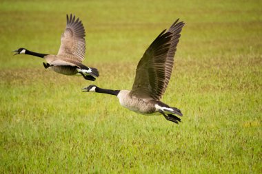 Two Canada Geese Flying clipart